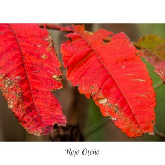 Rojo Otoño II