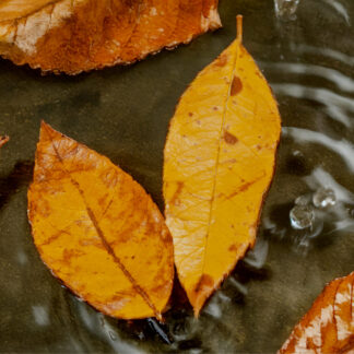 Otoño en movimiento