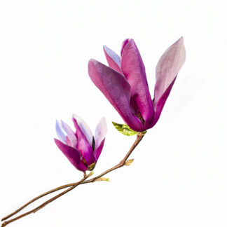 "Elegancia Natural - Presencia Púrpura"