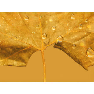 “Lo que aún permanece”