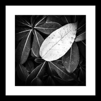 "Contraste Puro - Minimalismo en Blanco y Negro"